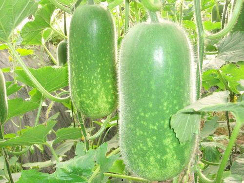 吃瓜大瓜事件 吃瓜网,吃瓜大瓜事件背后的真相与影响